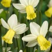  (22/09/2016) Narcissus 'Surfside' added by Shoot)