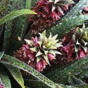  (03/10/2016) Eucomis 'Freckles' added by Shoot)