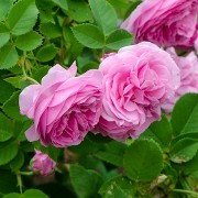  (04/10/2016) Rosa 'Reine Victoria'  added by Shoot)