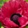  (04/10/2016) Papaver 'Medallion' (Super Poppy Series) added by Shoot)