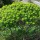  (04/10/2016) Euphorbia dendroides added by Shoot)