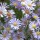  (07/10/2016) Aster ericoides 'Blue Star' added by Shoot)