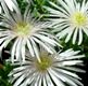 Lampranthus spectabilis white-flowered