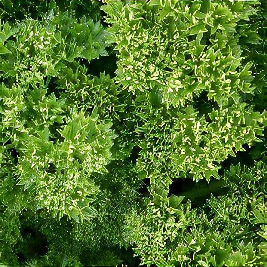 Petroselinum crispum 'Moss Curled'