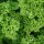  (10/10/2016) Petroselinum crispum 'Moss Curled' added by Shoot)