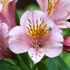 Alstroemeria 'Pretty in Pink'