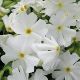 Phlox subulata 'Early Spring White' (Early Spring Series)