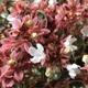 Abelia x grandiflora 'Magic Daydream'