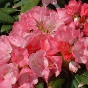  (19/10/2016) Rhododendron 'Sweet Sue' added by Shoot)