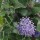  (19/10/2016) Ceanothus prostratus added by Shoot)