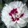  (19/10/2016) Dianthus deltoides 'Bright Eyes' added by Shoot)