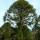  (25/10/2016) Araucaria bidwillii  added by Shoot)