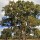  (26/10/2016) Eucalyptus camaldulensis added by Shoot)