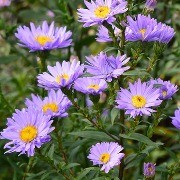  (07/11/2016) Aster laevis 'Nightshade' added by Shoot)