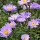 (07/11/2016) Aster laevis 'Nightshade' added by Shoot)