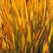  (08/11/2016) Libertia peregrinans 'Gold Leaf' added by Shoot)