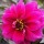  (16/11/2016) Dahlia 'Excentrique' added by Shoot)