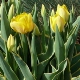 Tulipa 'Garant'