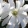  (29/11/2016) Magnolia stellata 'Waterlily' added by Shoot)