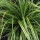  (30/11/2016) Carex oshimensis 'Everlime'  added by Shoot)