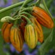 Solanum melongena 'Striped Toga'