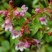  (06/12/2016) Abelia parvifolia added by Shoot)