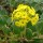  (06/12/2016) Abronia latifolia  added by Shoot)