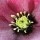  (07/12/2016) Helleborus x hybridus 'Pink Red Star' added by Shoot)