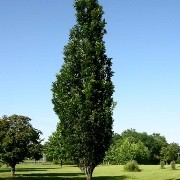  (15/12/2016) Quercus palustris 'Green Pillar' added by Shoot)