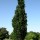  (15/12/2016) Quercus palustris 'Green Pillar' added by Shoot)