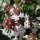  (16/12/2016) Abelia x grandiflora 'Sherwoodii' added by Shoot)