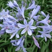  (16/12/2016) Agapanthus 'Peter Pan' added by Shoot)
