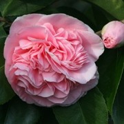  (16/12/2016) Camellia japonica 'Debutante' added by Shoot)