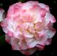 Camellia japonica 'Nuccio's Jewel' 