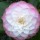  (19/12/2016) Camellia japonica 'Nuccio's Pearl'  added by Shoot)