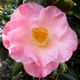Camellia japonica 'Nuccio's Carousel'