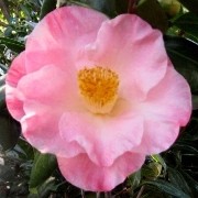  (19/12/2016) Camellia japonica 'Nuccio's Carousel' added by Shoot)