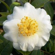  (19/12/2016) Camellia japonica 'Silver Waves' added by Shoot)