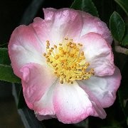  (19/12/2016) Camellia japonica 'Apple Blossom' added by Shoot)