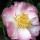  (19/12/2016) Camellia japonica 'Apple Blossom' added by Shoot)