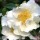  (19/12/2016) Camellia sasanqua 'Setsugekka' added by Shoot)