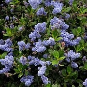  (19/12/2016) Ceanothus 'Ray Hartman' added by Shoot)