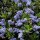  (19/12/2016) Ceanothus 'Ray Hartman' added by Shoot)