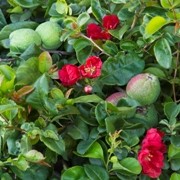  (19/12/2016) Chaenomeles japonica 'Moned' added by Shoot)