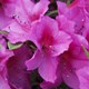 Rhododendron 'Formosa'