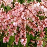  (04/01/2017) Pieris japonica 'Valley Rose' added by Shoot)