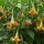  (04/01/2017) Brugmansia x cubensis 'Charles Grimaldi' added by Shoot)