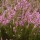  (04/01/2017) Calluna vulgaris added by Shoot)