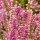  (04/01/2017) Calluna vulgaris 'Corbett's Red' added by Shoot)