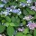  (06/01/2017) Hydrangea serrata added by Shoot)